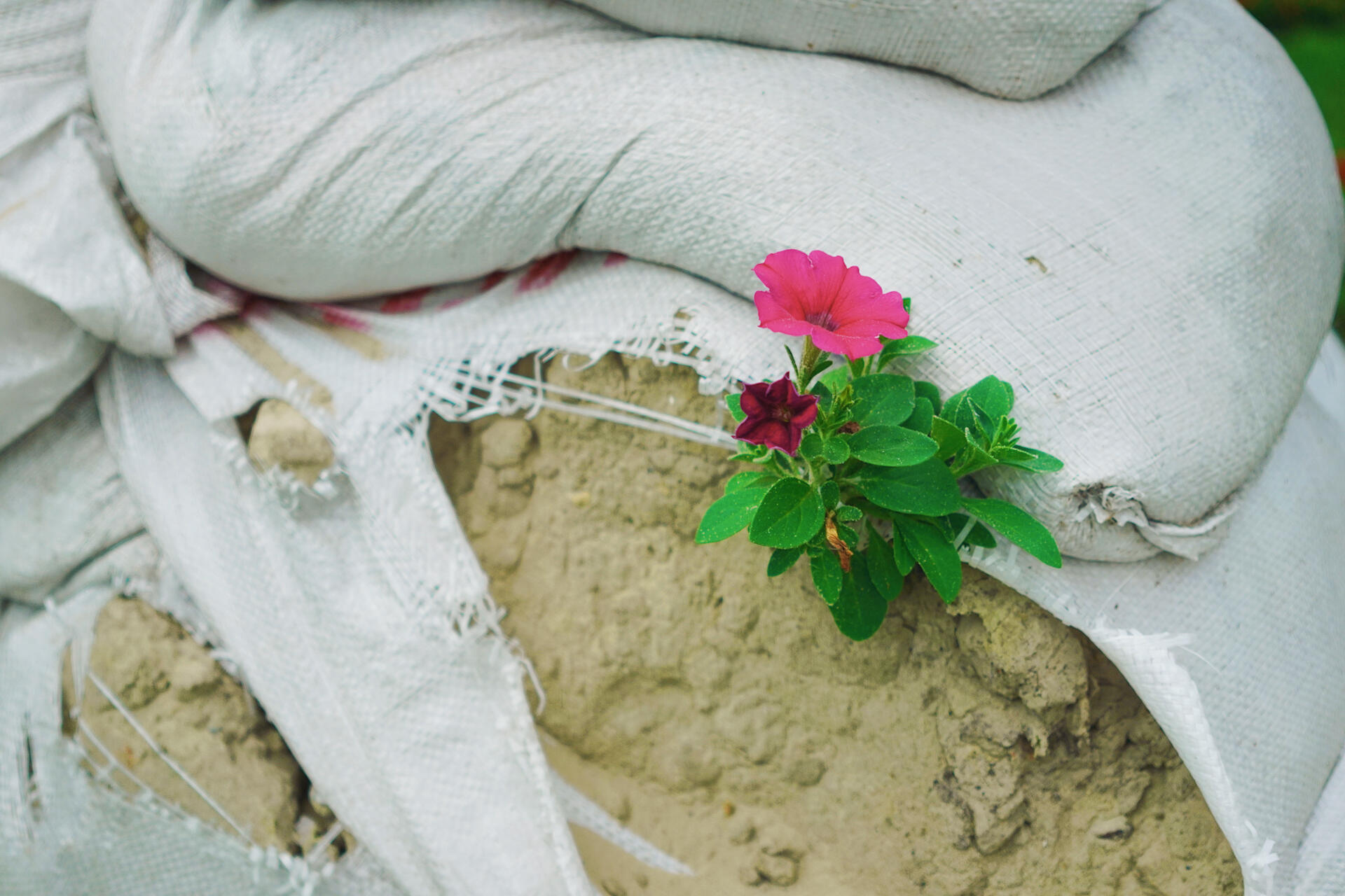 Записки из Украины. Цветы войны